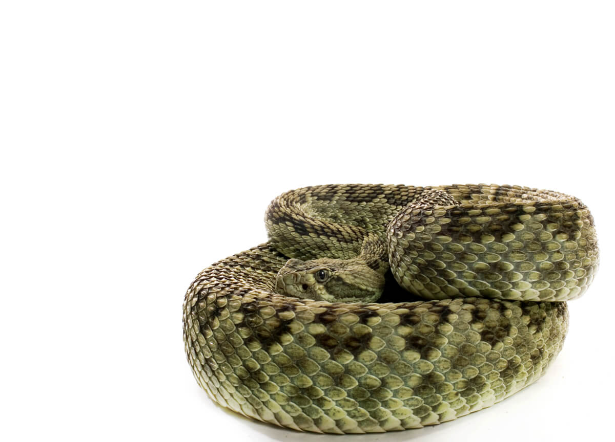 Learn How To Identify The 9 Most Venomous Snakes