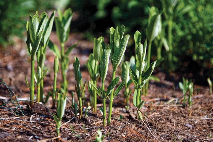 MILKWEED HAS MULTIPLE BENEFITS - American Outdoor Guide