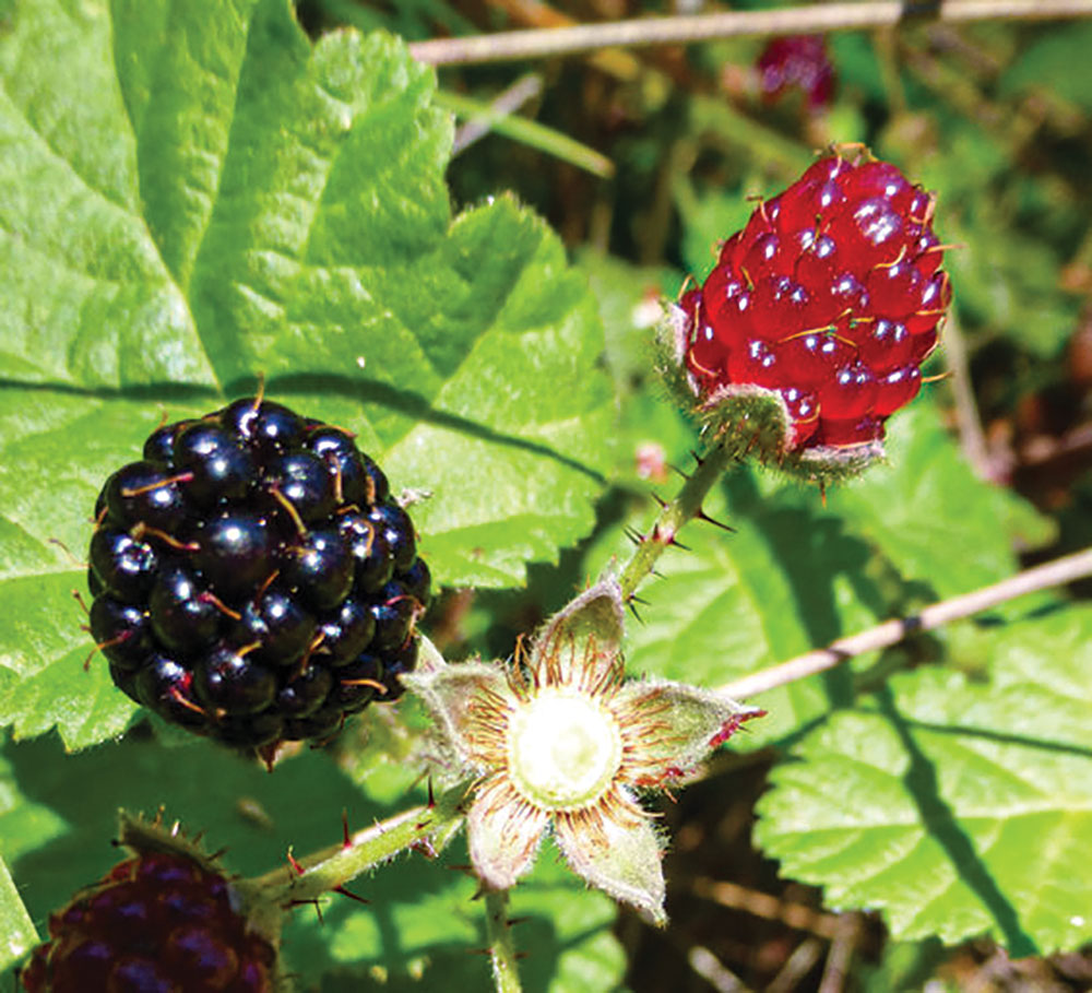 berries on this blackberry plant 