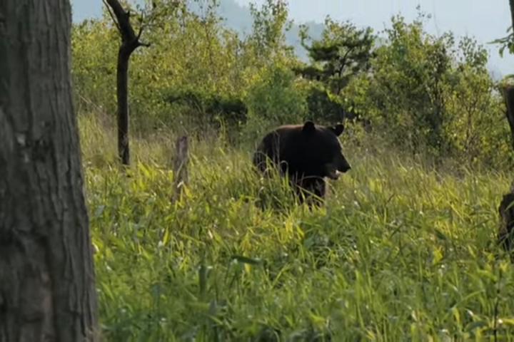 black bear in grass